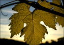 "Grape Leaf"